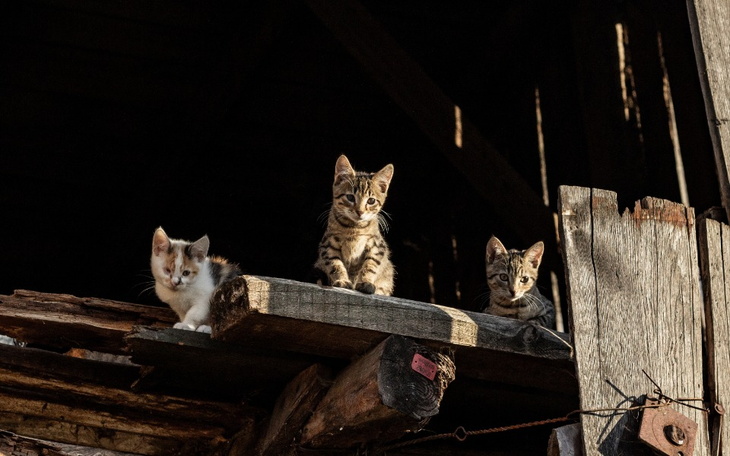 Zbiórka Pomóż kociakom - zdjęcie główne