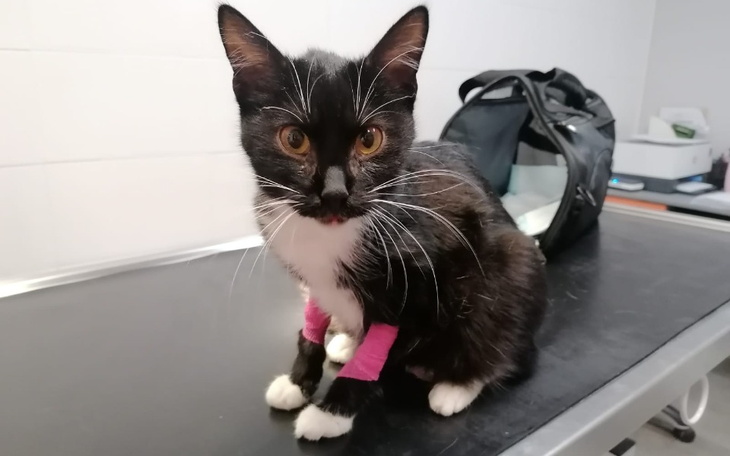 Zbiórka Kwestia życia i śmierci Elmo - zdjęcie główne