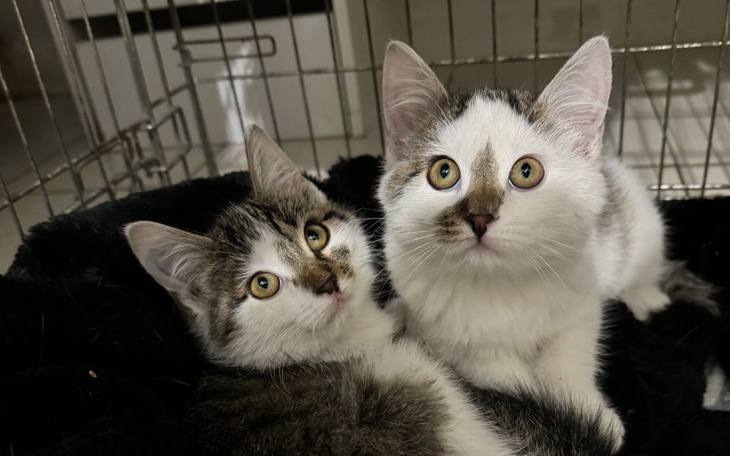 Zbiórka 24 koty i jedna ja - zdjęcie główne