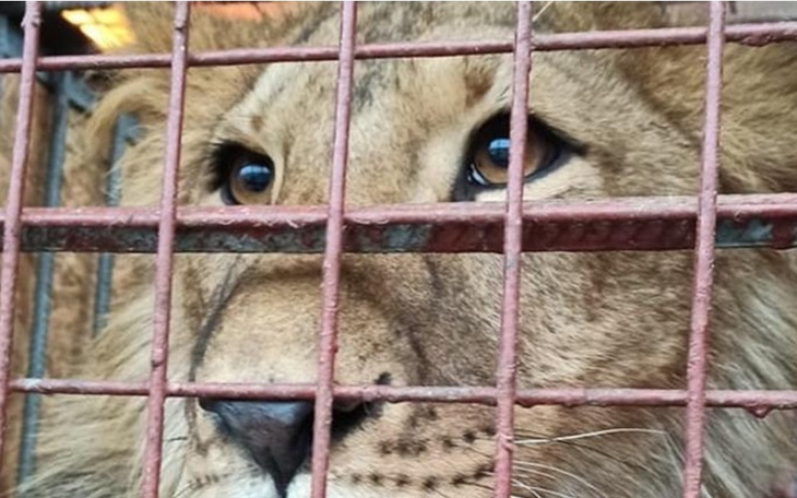 Zbiórka Pomoc Ukrainie -jedzenie dla zoo - zdjęcie główne