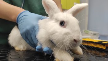 Zbiórka Zwierzęta to odpowiedzialność! - miniaturka zdjęcia