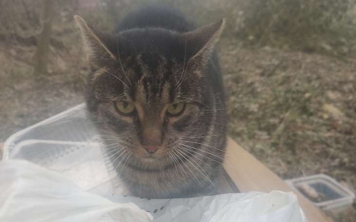 Zbiórka Na pełne brzuszki wolnozyjacych - zdjęcie główne