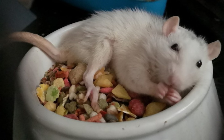 Zbiórka Leczenie Moreli - zdjęcie główne