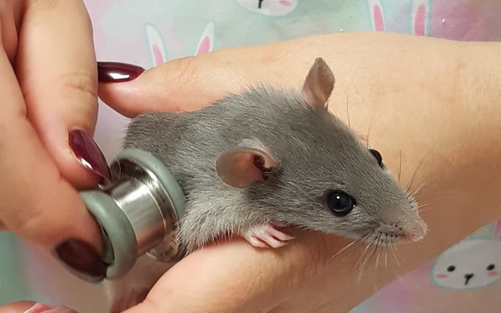 Zbiórka Jesień w Willi Szczurnej - zdjęcie główne