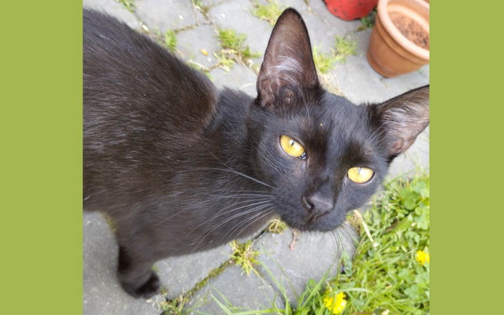 Zbiórka kotka Bleki - zdjęcie główne