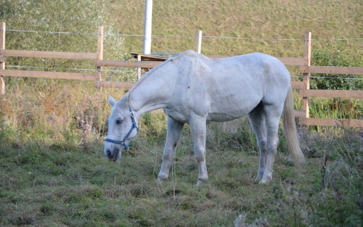 Zbiórka Pasza dla końskich staruszków - zdjęcie główne
