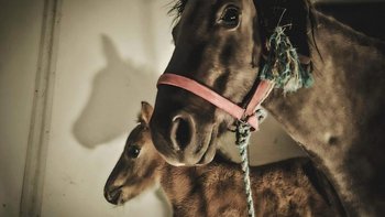 Zbiórka Matylda i Makówka z wyrokiem! - miniaturka zdjęcia