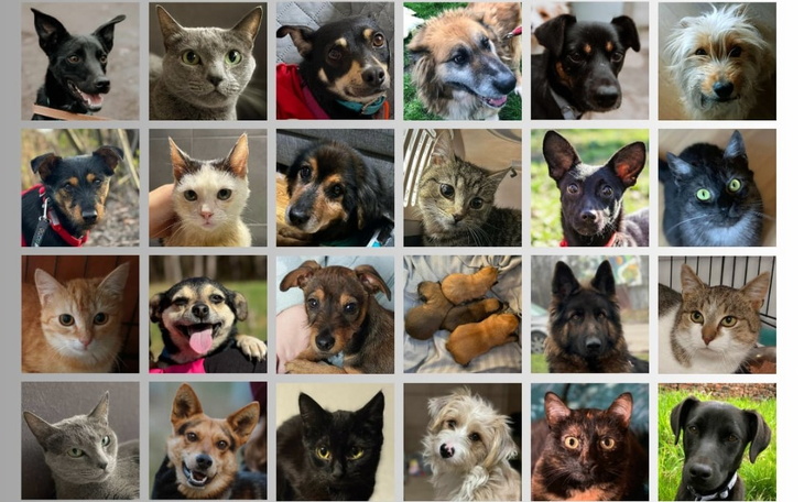 Kolaż zdjęć różnych psów i kotów, ukazujący ich różnorodność.