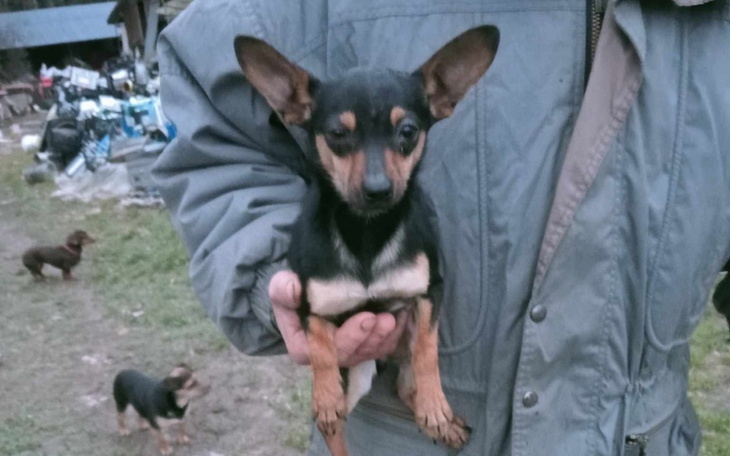 Zbiórka Pomoc zwierzętom z wysypiska - zdjęcie główne