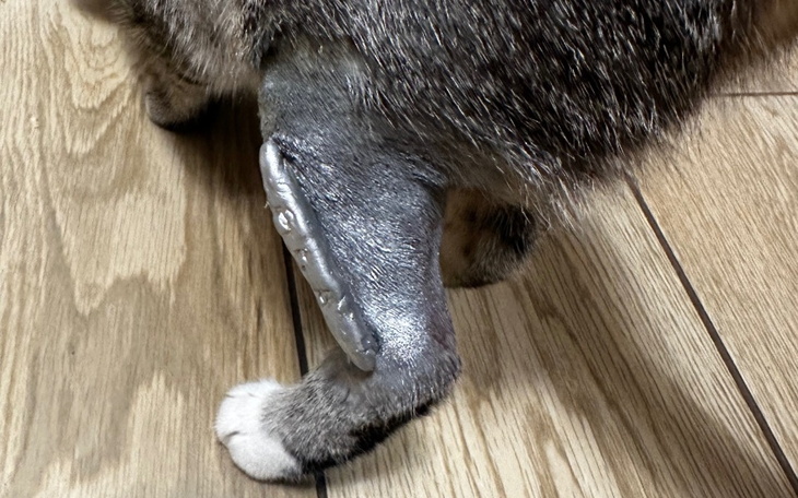 Zbiórka Leczenie Figuni - zdjęcie główne