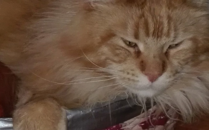 Zbiórka Zbieram na.kotka Paraliz lapek - zdjęcie główne