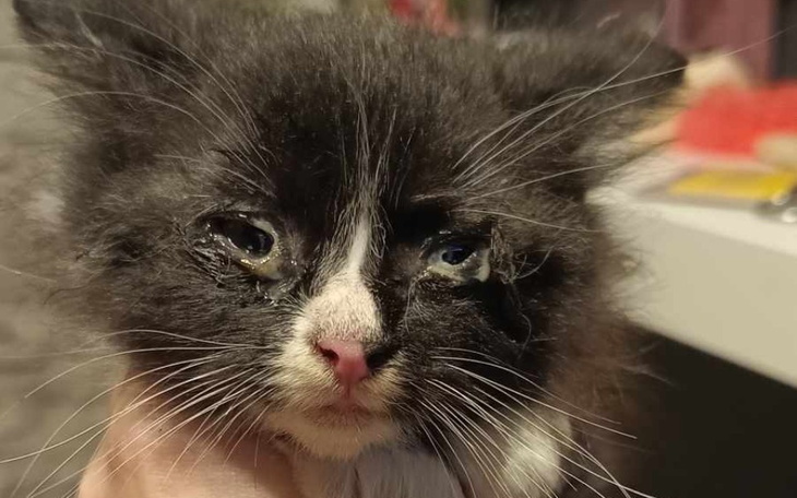 Zbiórka Liczymy na pomoc Aniołów - zdjęcie główne