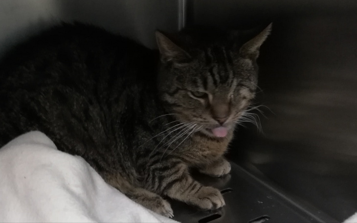 Zbiórka Borys kolejne badania, wizyta - zdjęcie główne