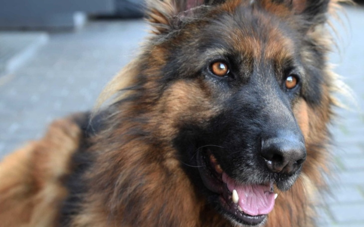 Zbiórka Na operację dla suni - zdjęcie główne