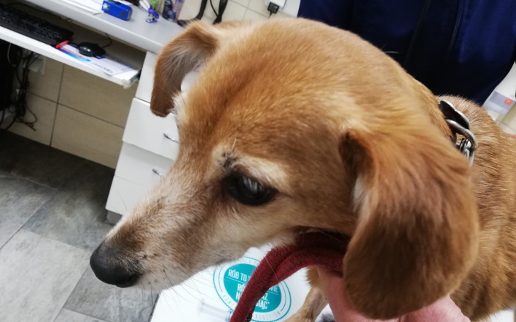 Zbiórka Karma i leki dla Eli - zdjęcie główne