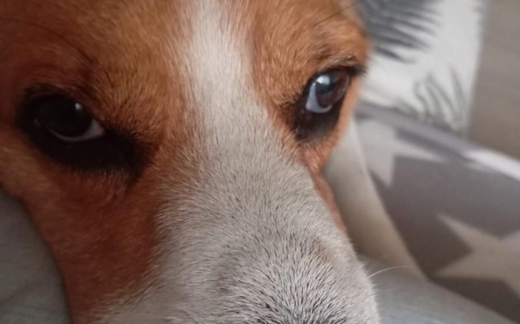 Zbiórka Dla Brego - zdjęcie główne