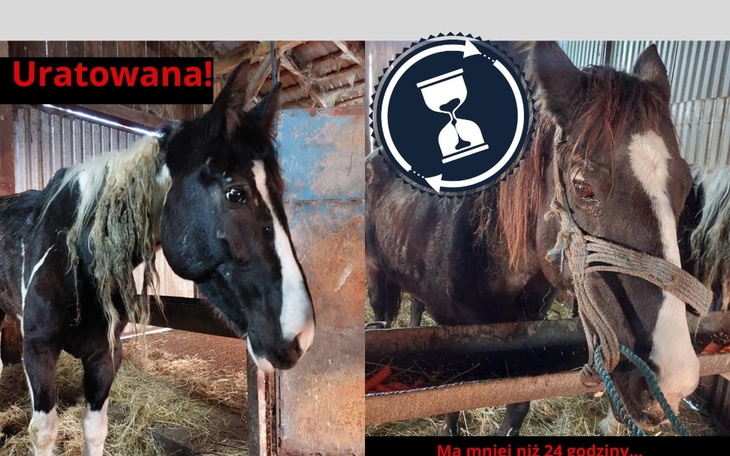 Zbiórka Pomoc dla Przytuliska Przystań - zdjęcie główne