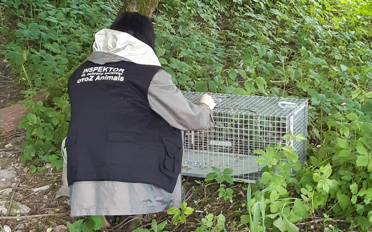 Inspektor z organizacji ochrony zwierząt, przy klatce.