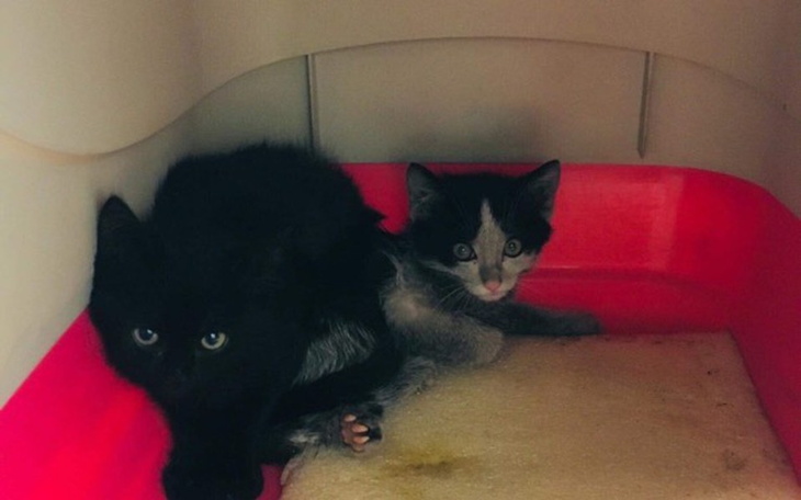 Zbiórka Pomóżcie nam, by pomagać - zdjęcie główne