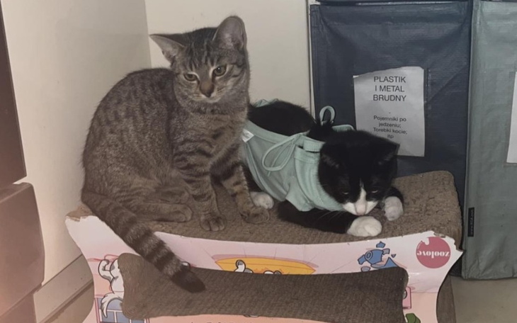Zbiórka Bezdomne koty zdane na nas - zdjęcie główne