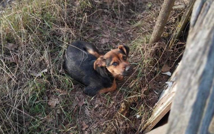 Zbiórka Wyrzucona porzucona jak śmieć - zdjęcie główne