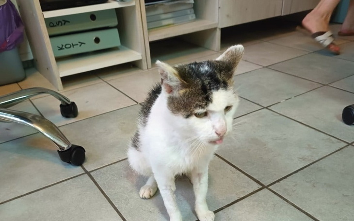 Zbiórka Bezdomny kociak z FIP - zdjęcie główne