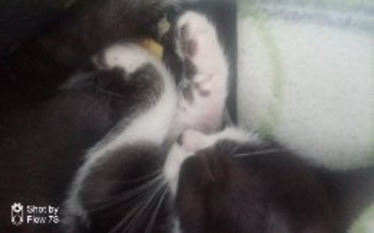 Zbiórka Koty potrzebują pomocy - zdjęcie główne