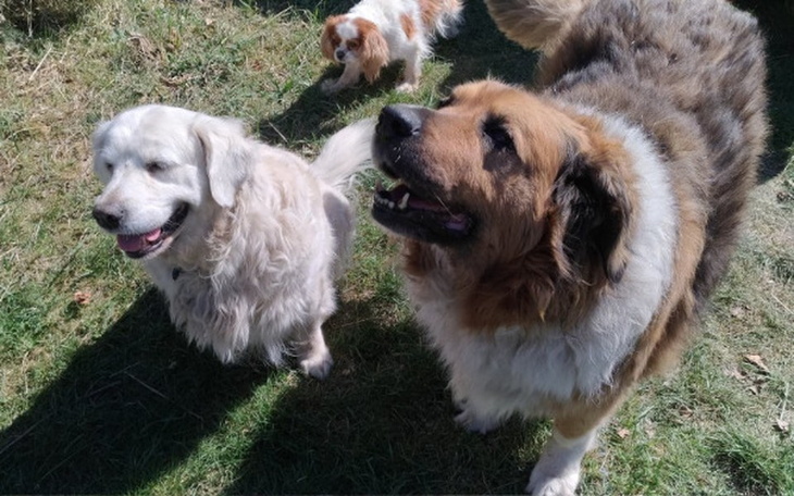Zbiórka Psy i Koty Pani Agnieszki - zdjęcie główne