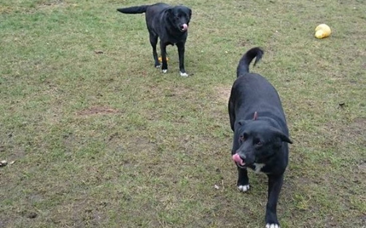 Zbiórka Utrzymanie Uszatków w hoteliku - zdjęcie główne