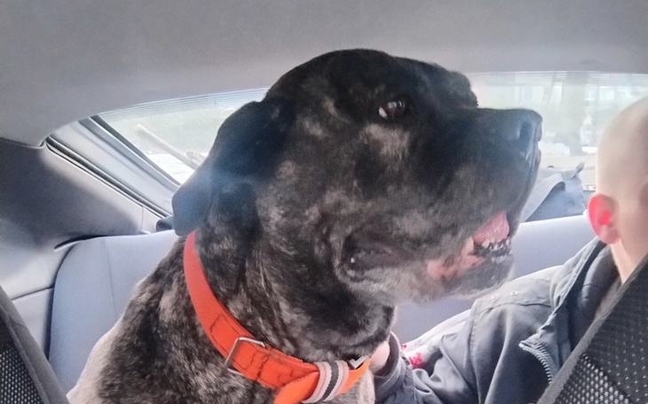 Duży pies w samochodzie, z uśmiechem na pysku.