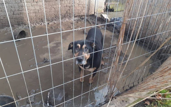 Zbiórka Schronisko, czy eutanazja - zdjęcie główne