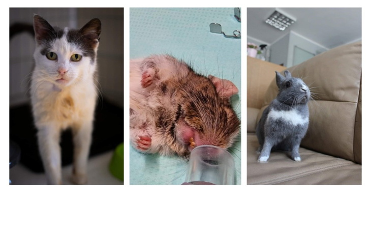 Zbiórka My tylko chcemy, żeby żyły... - zdjęcie główne