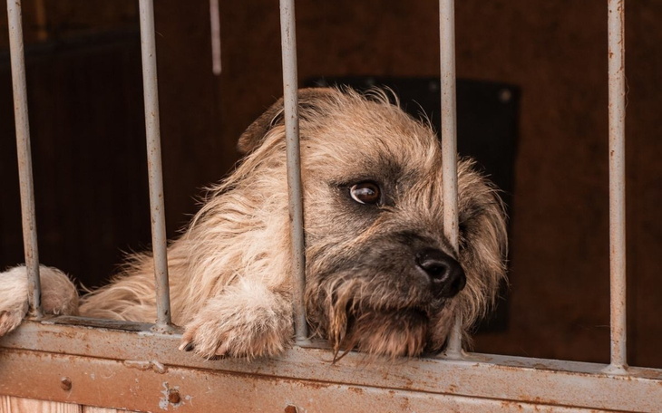 Smutny pies w schronisku, czeka na dom.