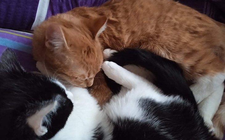 Zbiórka Na pomoc dla zwierząt z Ukrainy - zdjęcie główne