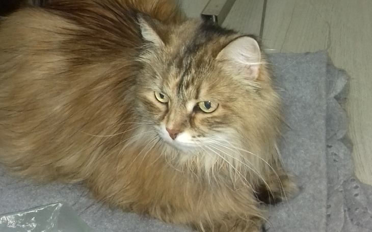 Zbiórka Na leczenie kotki Samby z FIP - zdjęcie główne