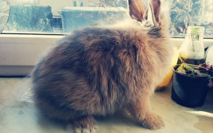 Zbiórka Klatka dla króliczka - zdjęcie główne