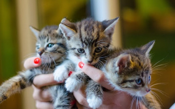 Zbiórka Puszka karmy dla  kotów z Fauny - zdjęcie główne