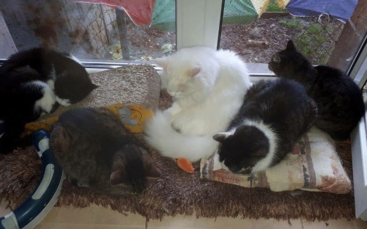 Zbiórka Pomóż zwierzakom przetrwać zimę! - zdjęcie główne