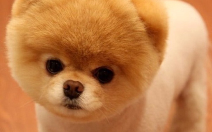 Zbiórka Wymarzony piesek dla Oliwii - zdjęcie główne