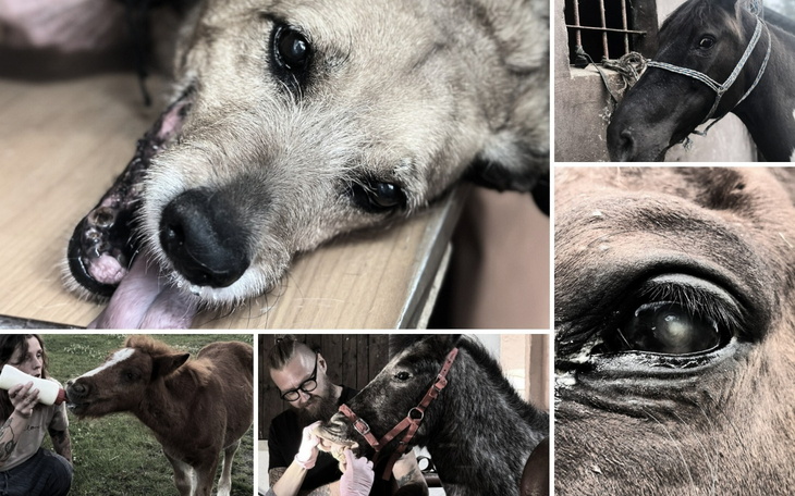 Kolaż zdjęć zwierząt, w tym psów i koni, podczas opieki weterynaryjnej.