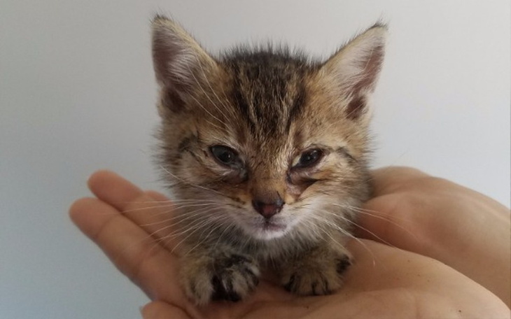 Zbiórka Kociak Zygzak z chorą łapką - zdjęcie główne