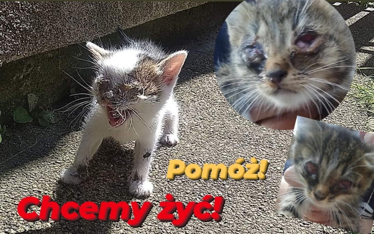 Zbiórka Karma i podkłady - by żyły - zdjęcie główne