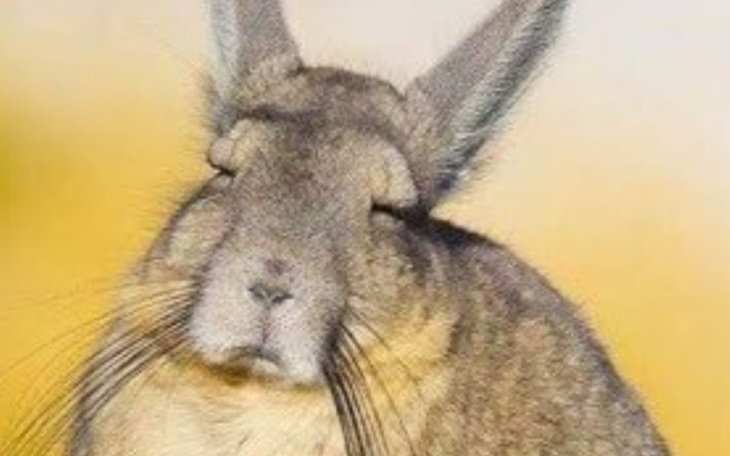 Zbiórka Zbiórka na lepsze życie uwu - zdjęcie główne