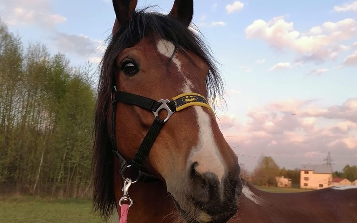 Zbiórka Leczenie Kurdana - zdjęcie główne