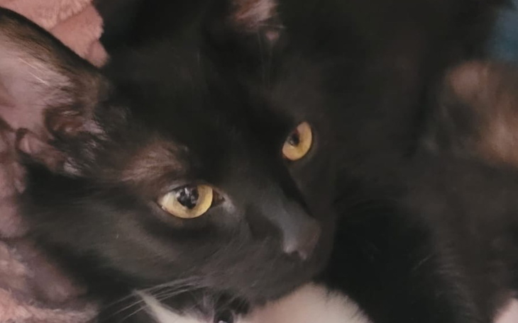 Czarny kot z żółtymi oczami leżący na poduszce.