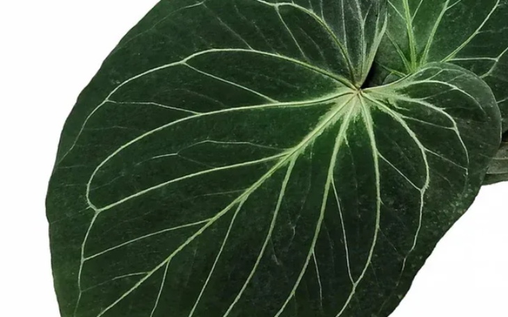 Zbiórka Nasionka - zdjęcie główne