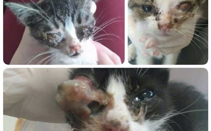 Zbiórka Okruszki błagają o pomoc!!! - zdjęcie główne