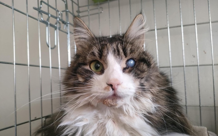 Kot z jednym okiem, w klatce, z wyrazem spokojnym.