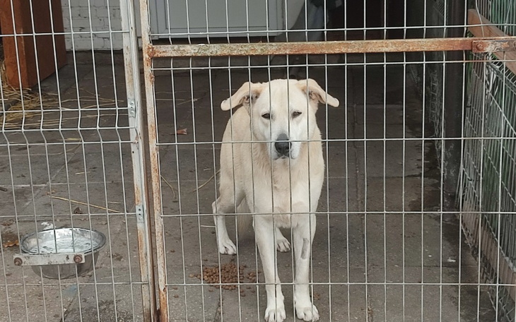 Zbiórka Łapką za serce - zdjęcie główne