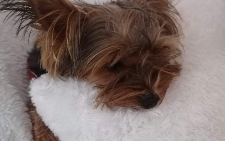 Zbiórka Na operacje Pieska Szanel - zdjęcie główne